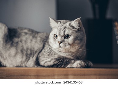 A british gray cat lays on the shelf and sleeps with closed eyes and pulling out the front paws. Shallow focus and dark blurred background.
