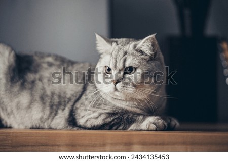 A british gray cat lays on the shelf and sleeps with closed eyes and pulling out the front paws. Shallow focus and dark blurred background.
