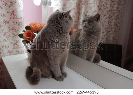 British gray cat looking at herself in the mirror, house cat, mirror, flowers on the table