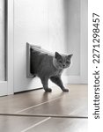 A British gray cat walks through a cat flap, cat hatch installed in a door and looks into the camera, a cat door in an apartment interior.