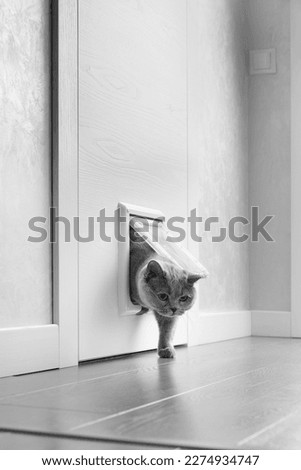 A British gray cat walks through a cat flap, cat hatch installed in a door and licks, a cat door in an apartment interior.