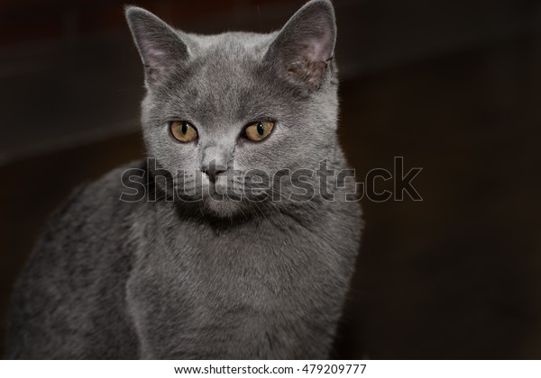 British Grey Cat On Black Background Stock Photo Edit Now 479209777