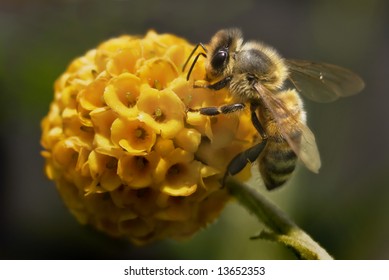 British Honey Bee sips nectar from Buddlia flower