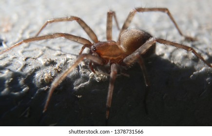 British House Spider Close Up