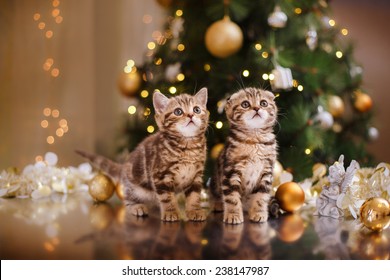 British Kitten, Christmas And New Year, Portrait Cat On A Studio Color Background