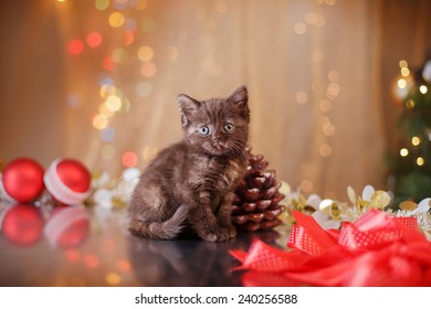 British Kitten, Christmas And New Year, Portrait Cat On A Studio Color Background