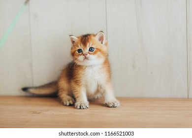 British kitten golden chinchilla