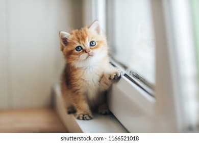 British kitten golden chinchilla