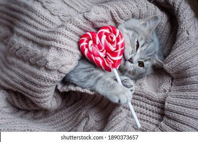 British Kitten Holding Candy Heart