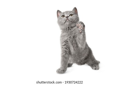 British kitten looks up while sitting on a white background.