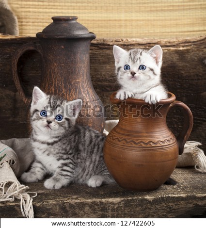 British kitten on retro background