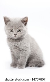 British kitten on white background - Shutterstock ID 14707807