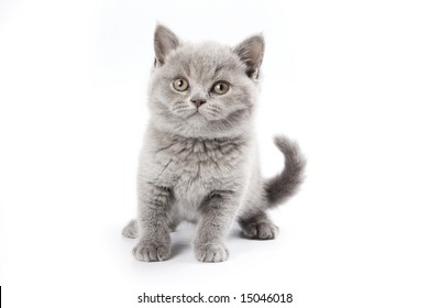 British kitten on white background - Shutterstock ID 15046018