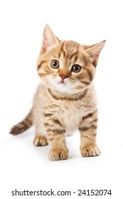 British kitten on white background - Shutterstock ID 24152074