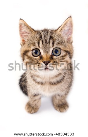 British kitten on white background