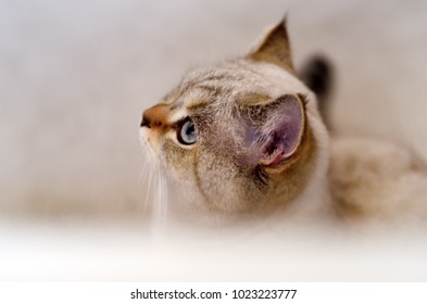 British Kitten Peering Over The Edge Of Bathtube