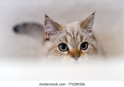 British Kitten Peering Over The Edge Of Bathtube