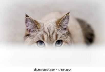 British Kitten Peering Over The Edge Of Bathtube