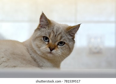 British Kitten Peering Over The Edge Of Bathtube