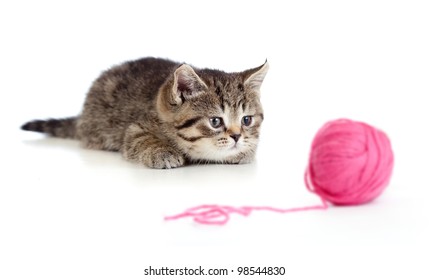 5,345 Cat sneaking Images, Stock Photos & Vectors | Shutterstock