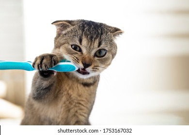 Britisches Kätzchen und Zahnbürste. Die Katze putzt sich die Zähne