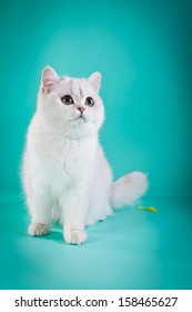 British Kittens, Cute, Cat, White On A Colored Background