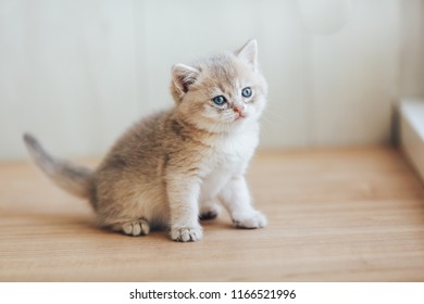 British kittens gold, blue gold