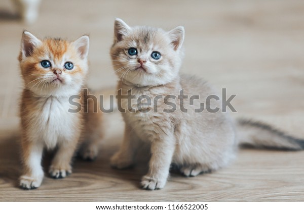 British Kittens Gold Blue Gold Stock Photo Edit Now 1166522005