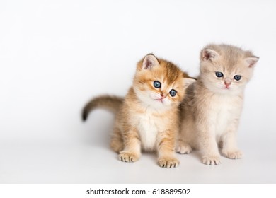 Young Cat Isolate White Background Stock Photo 1230574627 | Shutterstock