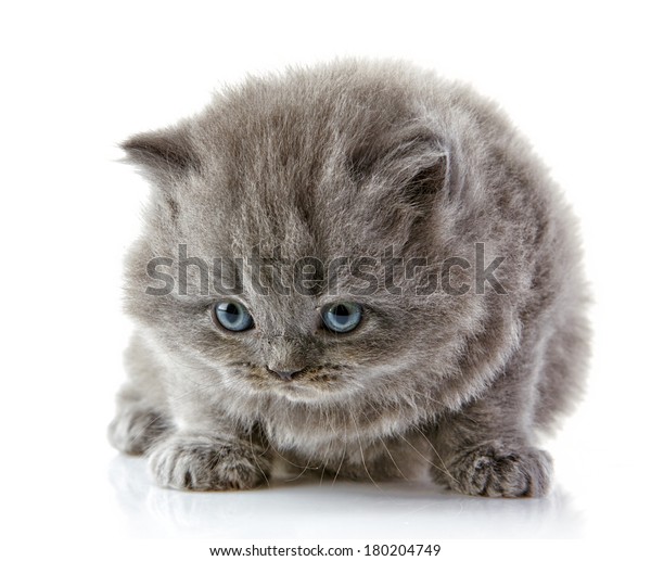 British Long Hair Kitten 5 Weeks Stock Photo Edit Now 180204749