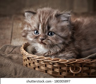 Long Haired Kittens High Res Stock Images Shutterstock