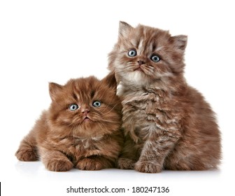 British Long Hair Kittens 5 Weeks Stock Photo 180247142 | Shutterstock