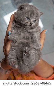 British longhair blue kitten two weeks old lies in a person's hand