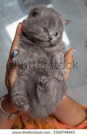 British longhair blue kitten two weeks old lies in a person's hand