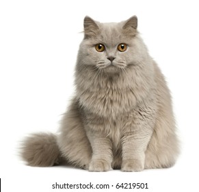 british longhair cat 8 months 260nw 64219501