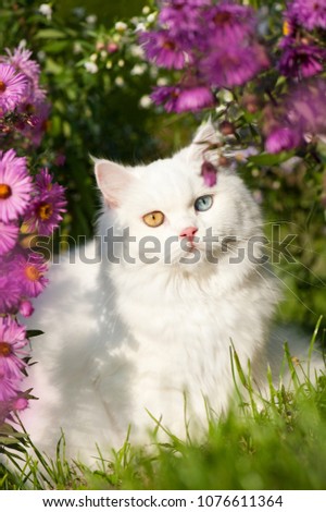 Similar – Katze versteckt in gelben Pflanzen