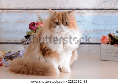 The British Longhair cat is a longer-haired development from the longstanding British Shorthair breed. 