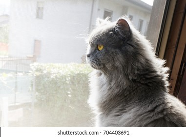 British Longhair Cat High Res Stock Images Shutterstock