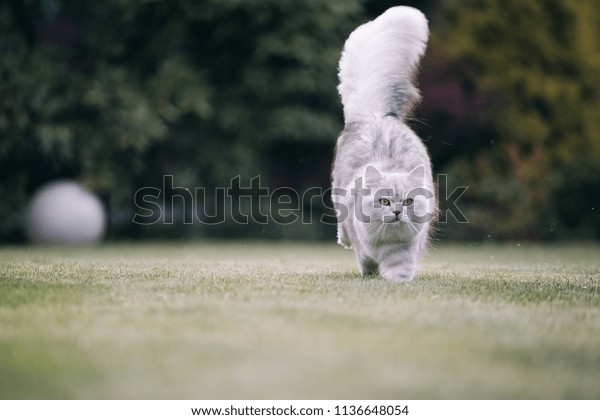 British longhair\
cat running. Cat in the\
motion