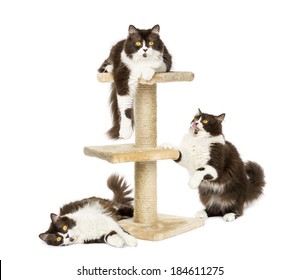 British Longhair Cats On A Cat Tree, Isolated On White