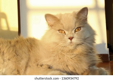 British Longhair Cat Temaju Kepek Stockfotok Es Vektorkepek