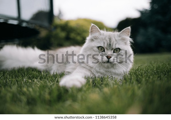British longhair\
happy cat is lying on the\
grass
