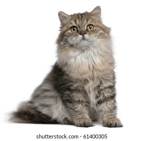 Cute and Fluffy cute fluffy cats Cats that Make Your Day Better