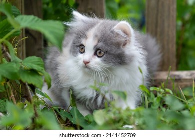 British Longhair Kitten in the garden