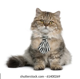 cat tie