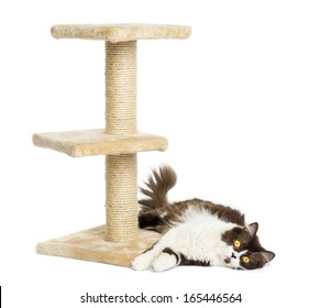 British Longhair Lying Down At The Bottom Of A Cat Tree, Isolated On White