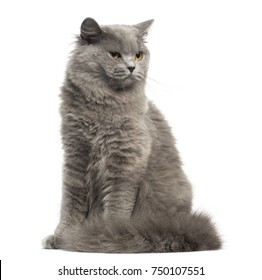 British Longhair Cat Stock Photos Images Photography Shutterstock