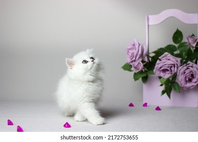British Longhair white cat on a light gray background. Silver chinchilla color. Cute kitten play with flowers. Lilac roses in a wooden box.