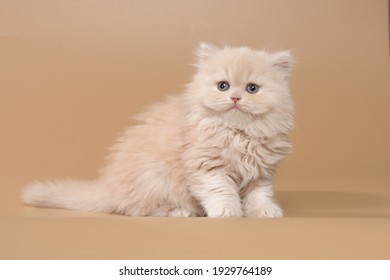 Chaton 1 818 390 Images Photos Et Images Vectorielles De Stock Shutterstock