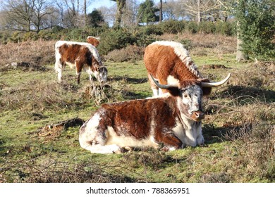 British Longhorns Grazing Common Land